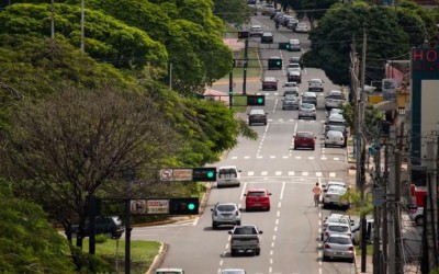 A culpa não é das Árvores.