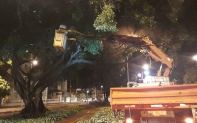 Prefeitura aplica bioprotetor natural em árvores  centenárias na avenida  Afonso Pena.