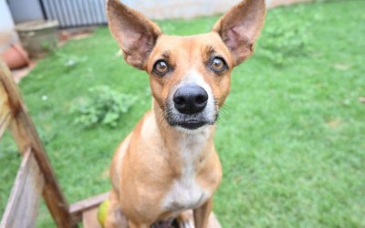 PREFEITURA ALERTA PARA CUIDADO EXTRA COM PETS DEVIDO AO FRIO.