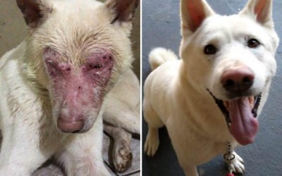 Prefeitura Realiza Ações Educativas De Combate a Leishmaniose.