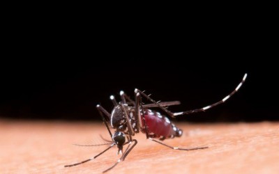 Aprenda a diferenciar os sintomas da dengue e da gripe.