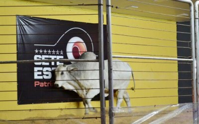 Primeiro leilão da Expogrande 2024 fatura mais de R$ 1 milhão.