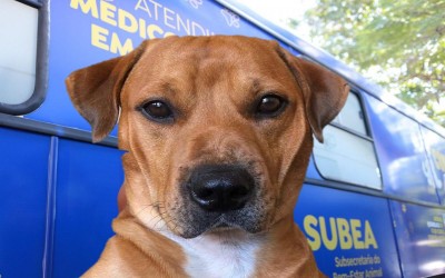 Subea realiza feira de adoção neste domingo.