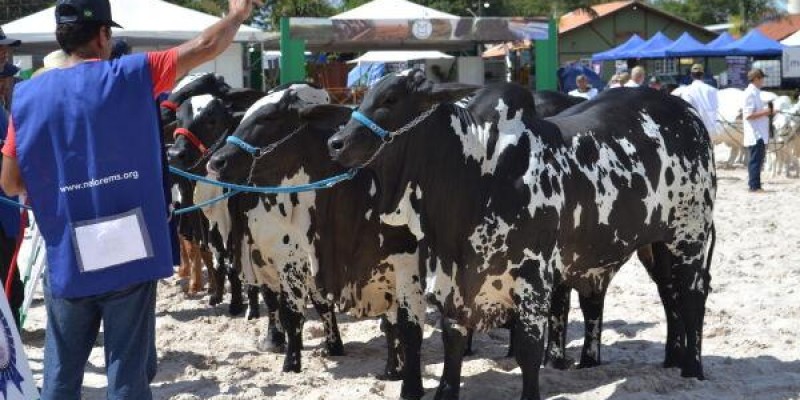 Expogrande 2024 supera todas as expectativas e fatura R$ 576,8 milhões.