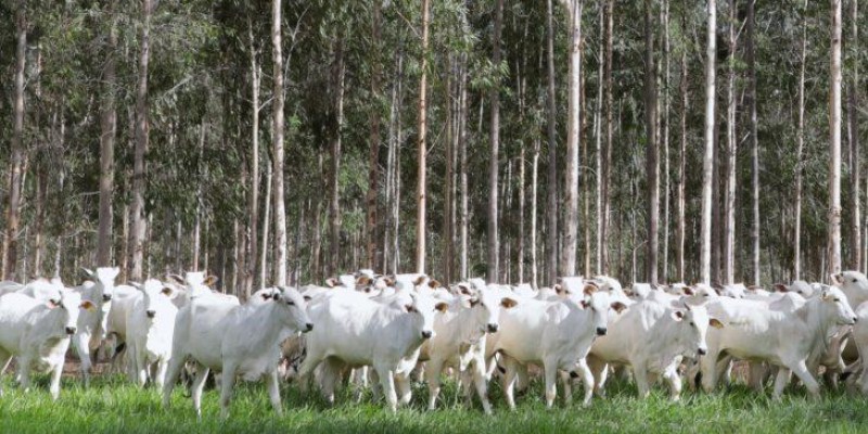 Declaração de Rebanho: segunda etapa da campanha da Iagro começa em 1º de novembro.