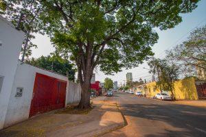 Dia da árvore: equipe do Reviva encontra soluções criativas para aliar acessibilidade com a arborização das calçadas.