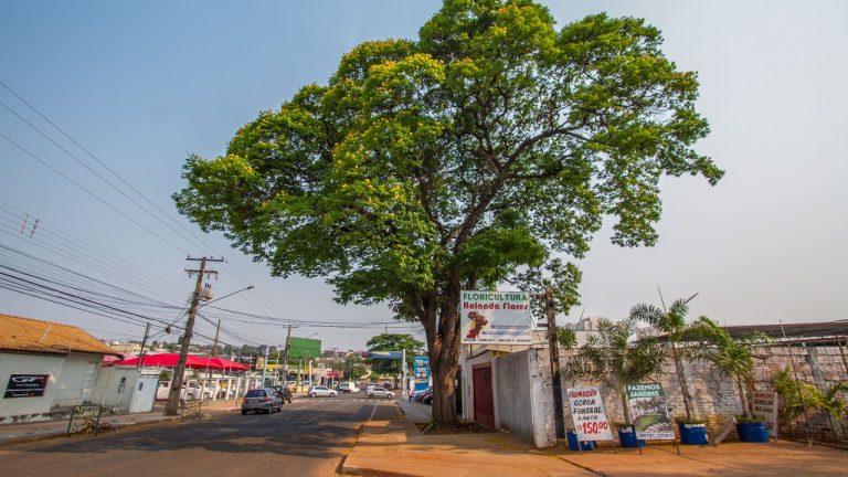 Dia da árvore: equipe do Reviva encontra soluções criativas para aliar Acessibilidade com a arborização das calçadas.
