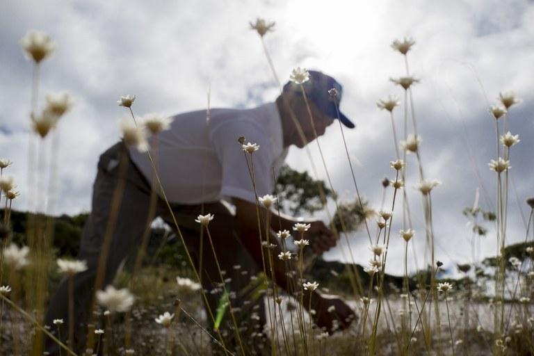 Guia traz orientações para solicitar reconhecimento de sistemas agrícolas tradicionais Guia traz orientações para solicitar reconhecimento de sistemas agrícolas tradicionais