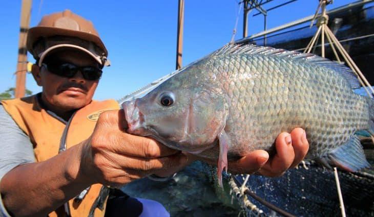 Mato Grosso do Sul produz 52% da tilápia exportada pelo Brasil e é o líder nacional na produção do peixe enviado ao exterior.  Mato Grosso do Sul produz 52% da tilápia exportada pelo Brasil e é o líder nacional na produção do peixe enviado ao exterior.