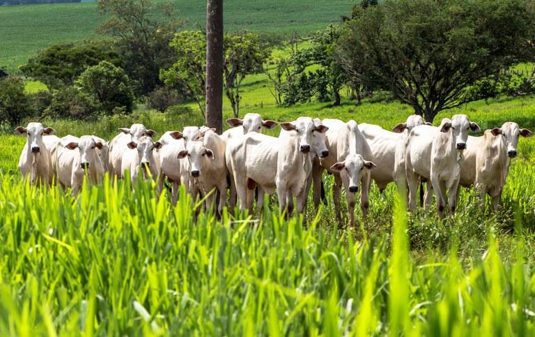 Plano ABC+ tem metas para reduzir a emissão de gases de efeito estufa na agropecuária Plano ABC+ tem metas para reduzir a emissão de gases de efeito estufa na agropecuária