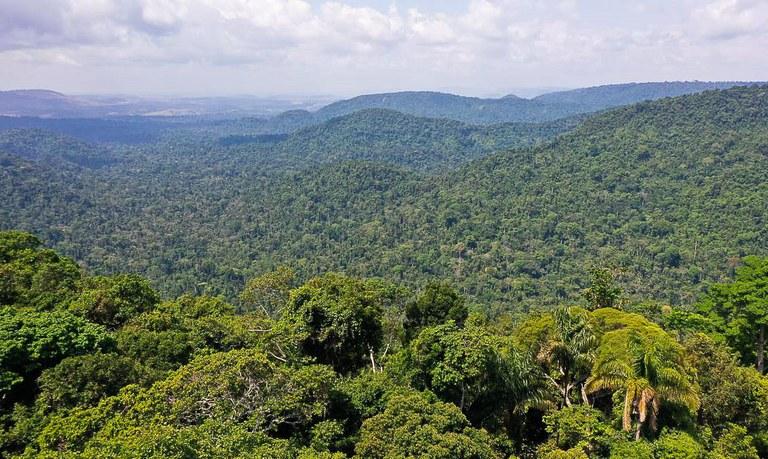 Plataforma digital fará pagamento por preservação de florestas Plataforma digital fará pagamento por preservação de florestas