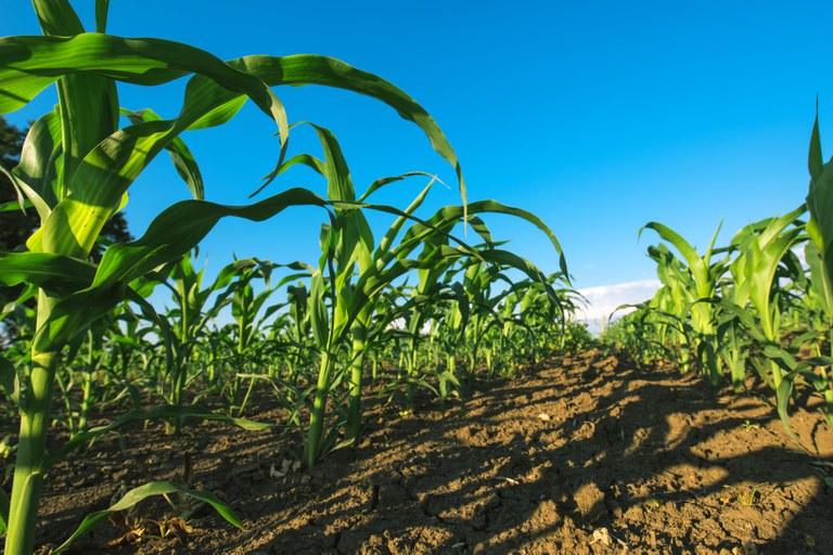 Safra 2021/2022  Produção agrícola na próxima safra deve chegar a 290 milhões de toneladas Safra 2021/2022  Produção agrícola na próxima safra deve chegar a 290 milhões de toneladas
