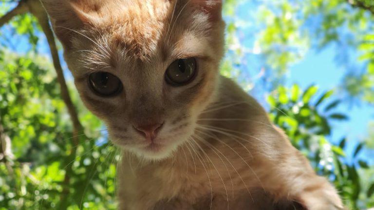 CCZ Realiza última feira de adoção do ano com 40 animais procurando um lar.