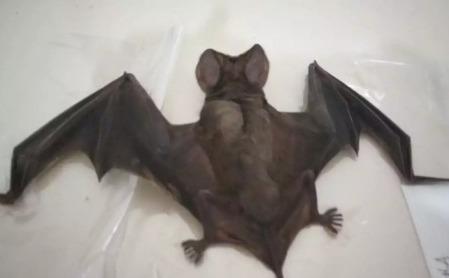 CCZ ALERTA SOBRE RISCOS DE TER CONTATO COM MORCEGOS ENCONTRADOS DEBILITADOS OU MORTOS.