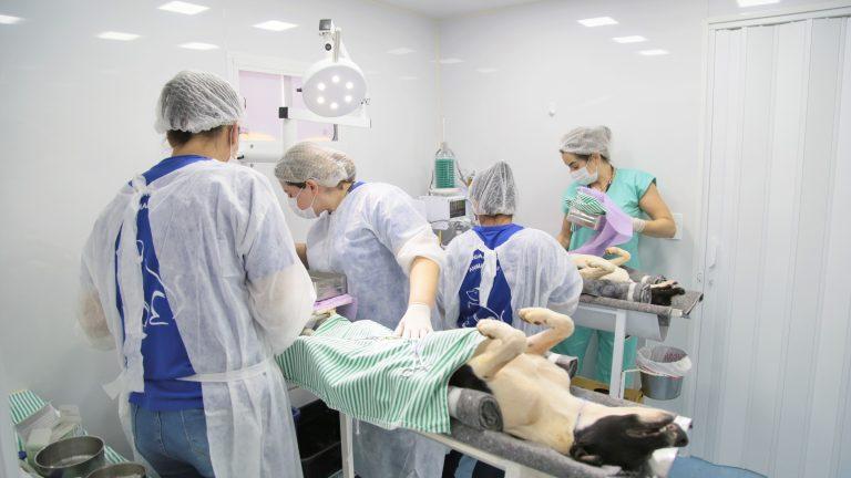 UPAVET E CENTRO DE ACOLHIMENTO E ADOÇÃO GARANTIRÃO CUIDADO ESPECIAL COM ANIMAIS NA CAPITAL. 