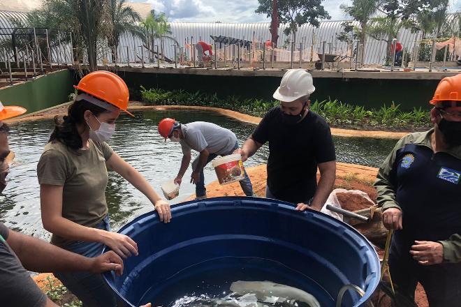 O maior Aquário de água doce do mundo passa a  funcionar dia 28 e obra será inaugurada na 2ª quinzena de março