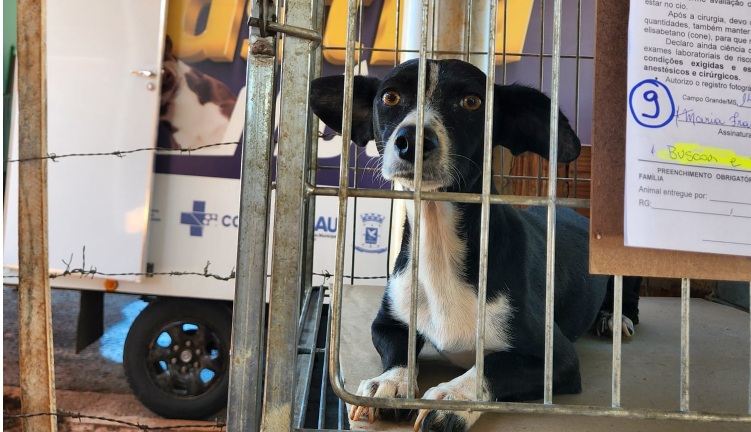 AÇÃO ITINERANTE DA PREFEITURA PROMOVE CASTRAÇÕES NO BAIRRO PARQUE DOS SABIÁS.