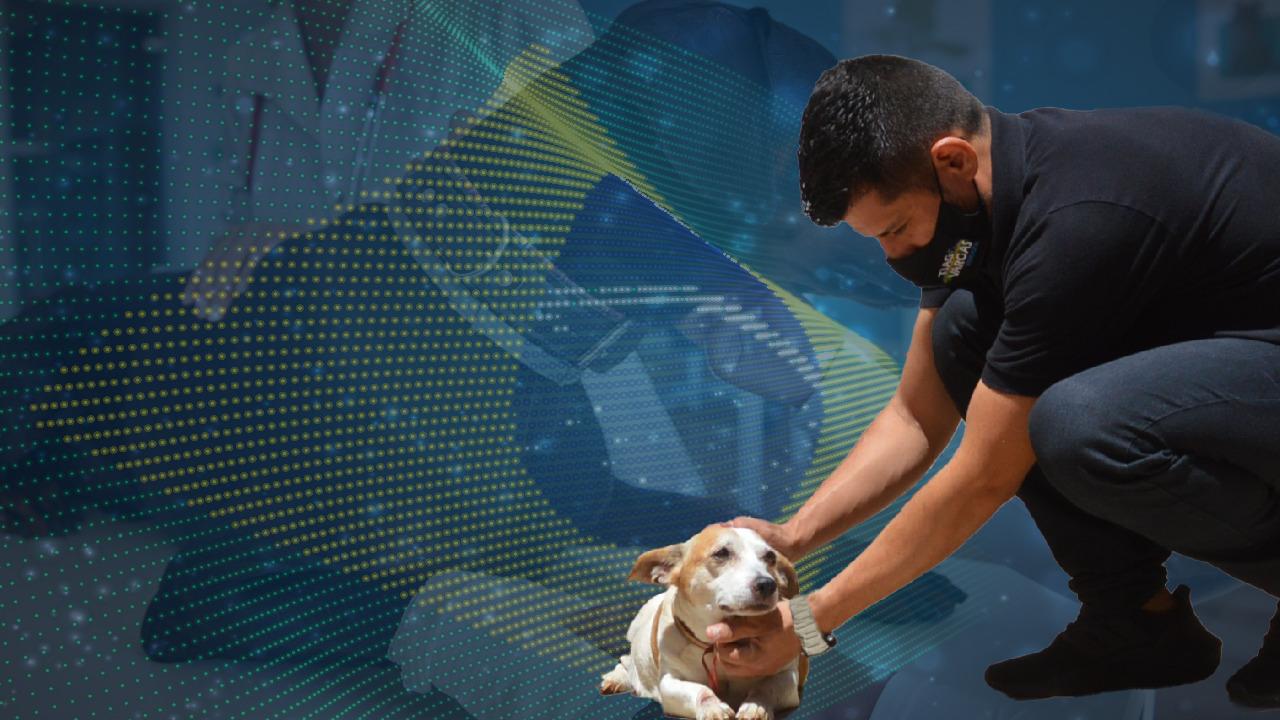 Na luta pela causa animal, projeto do vereador Tiago Vargas será votado nesta quinta-feira.