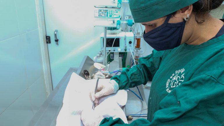 SUBEA LANÇA REVIVA MAIS PROTEÇÃO ANIMAL NA QUARTA (30) COM DIVERSOS SERVIÇOS PARA A POPULAÇÃO.