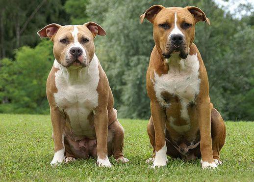 Prefeita quer restringir atendimento de UPA veterinária que ainda não foi inaugurada