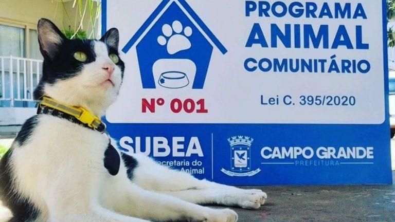 LANÇADO EM 2022, ANIMAL COMUNITÁRIO GARANTE PROTEÇÃO A 187 CÃES E GATOS EM CAMPO GRANDE.