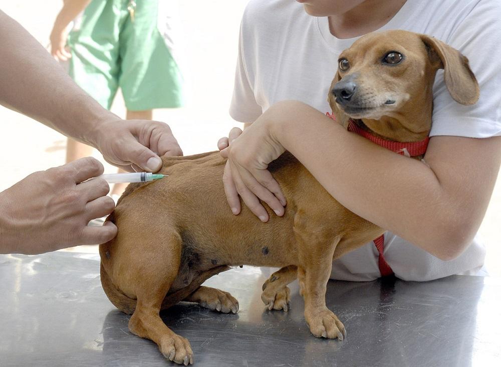 Campo Grande confirma 3° caso de raiva em morcegos e vai vacinar animais do Centro Campo Grande confirma 3° caso de raiva em morcegos e vai vacinar animais do Centro