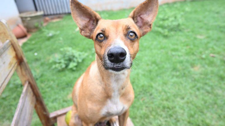 PREFEITURA ALERTA PARA CUIDADO EXTRA COM PETS DEVIDO AO FRIO.