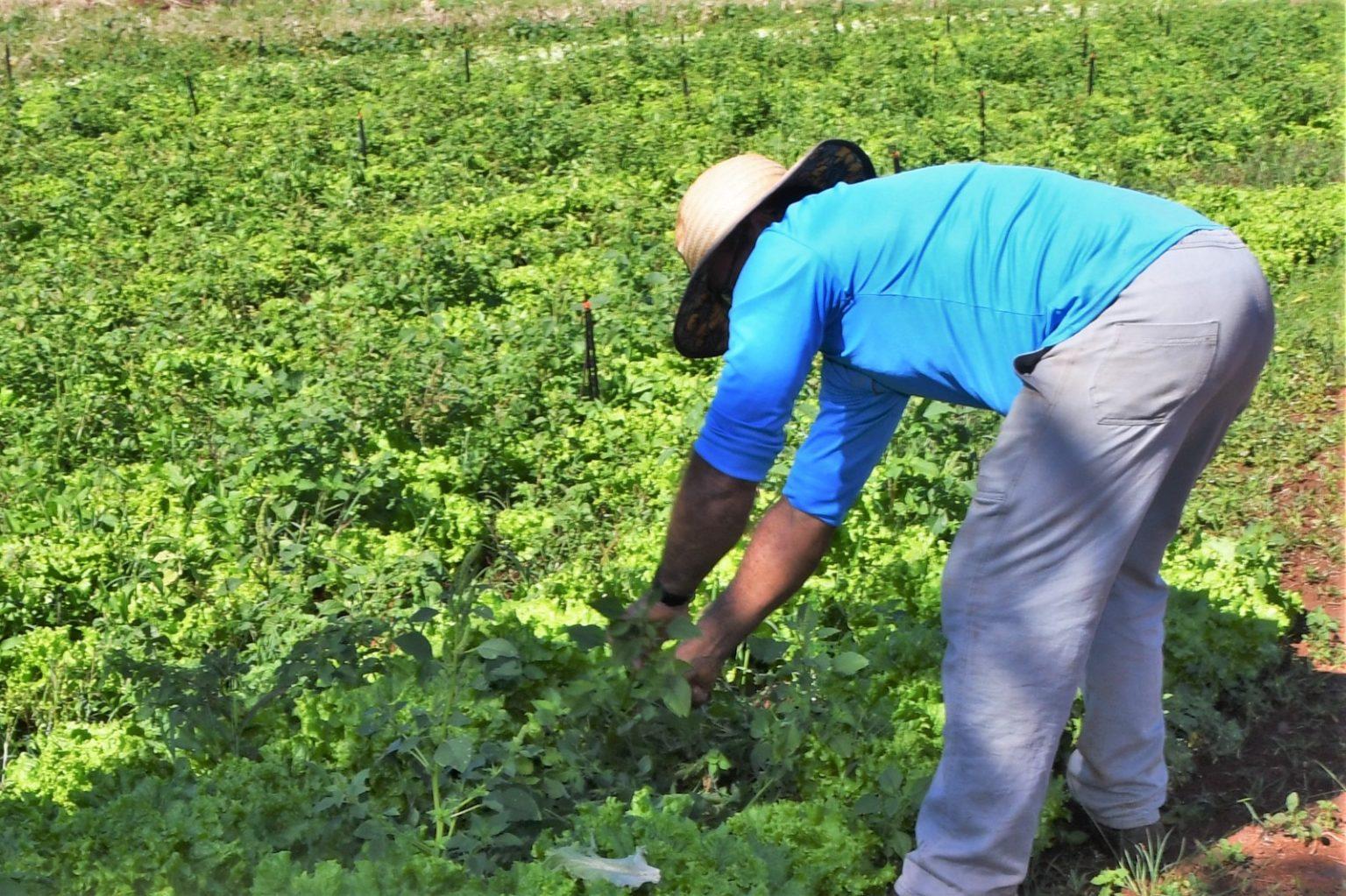 APOIO DA PREFEITURA TRANSFORMA COMUNIDADE QUILOMBOLA EM CELEIRO DE PRODUÇÃO.