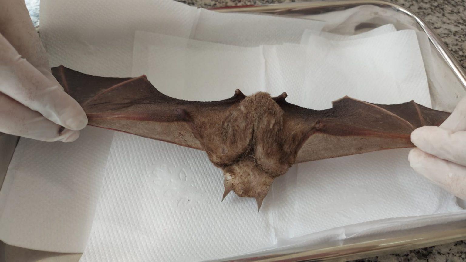 Dia Mundial das Zoonoses: saiba o que são e como evitá-las.