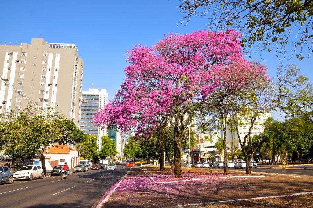 CIDADE ÁRVORE DO MUNDO, CAMPO GRANDE GANHA UM COLORIDO ESPECIAL COM A FLORADA DOS IPÊS.