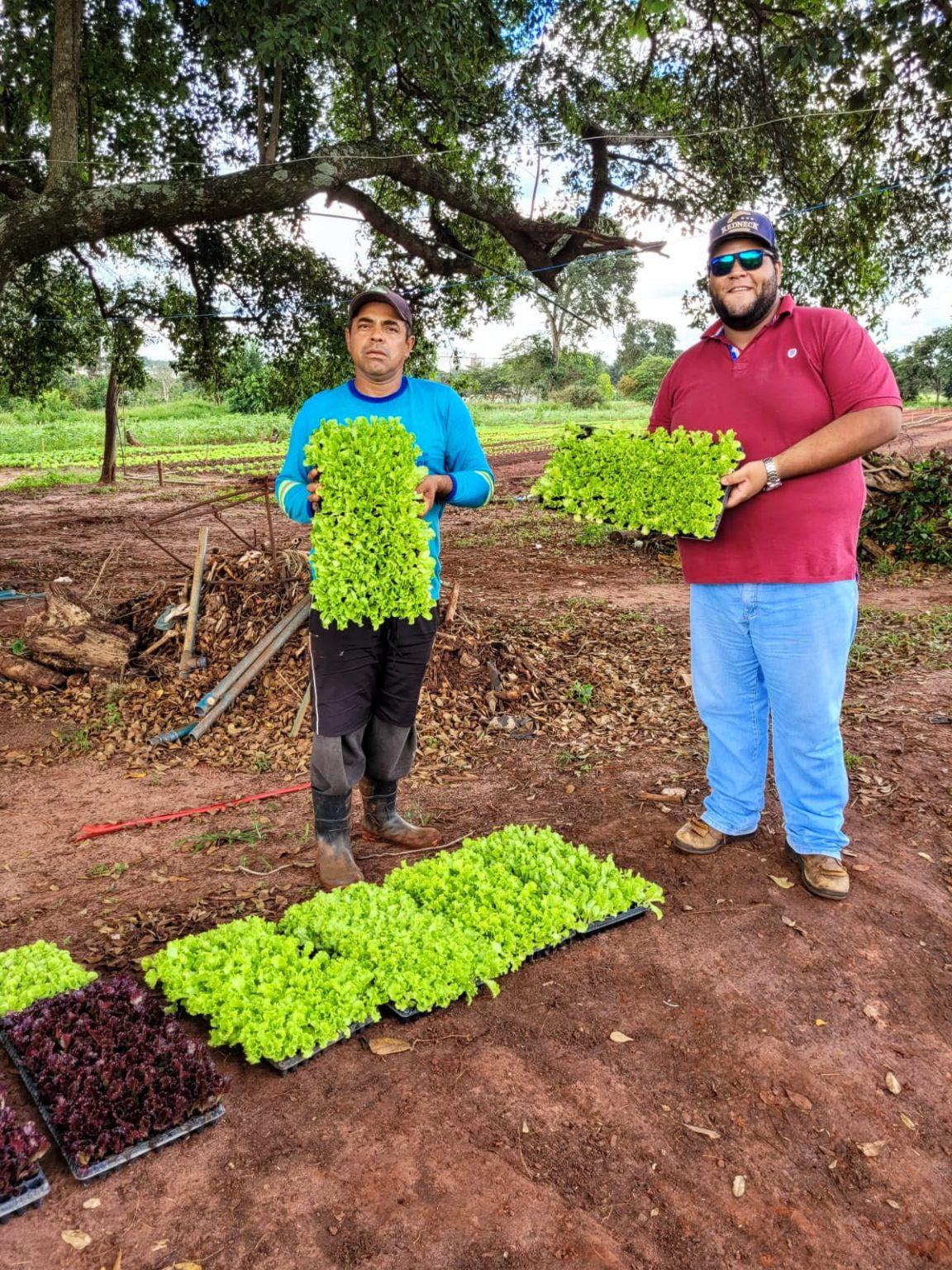 Doação de mudas garante verduras fresquinhas na alimentação do Instituto Misericordes.