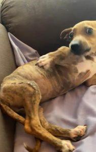 Prefeitura disponibiliza cirurgia ortopédica para cães e gatos de Campo Grande. Prefeitura disponibiliza cirurgia ortopédica para cães e gatos de Campo Grande.