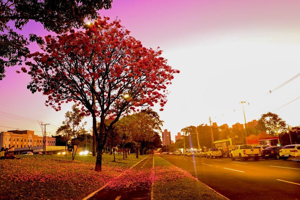 CIDADE ÁRVORE DO MUNDO, CAMPO GRANDE GANHA UM COLORIDO ESPECIAL COM A FLORADA DOS IPÊS.