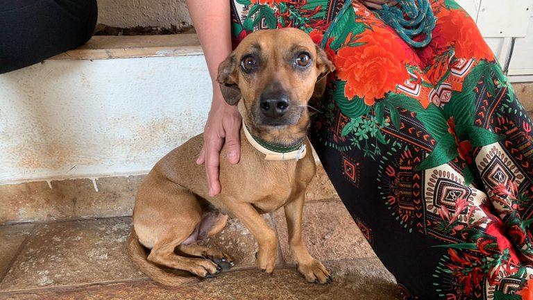 Na data que marca Dia do Cachorro Vira-Lata, Prefeitura destaca importância da guarda responsável. 