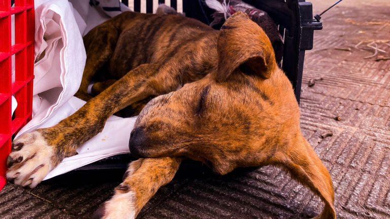 Prefeitura disponibiliza cirurgia ortopédica para cães e gatos de Campo Grande.