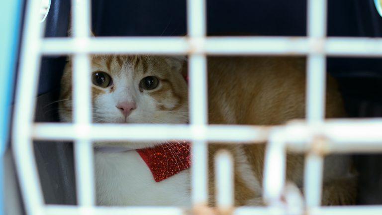 Prefeitura realiza no domingo ação de adoção de cães e gatos na Praça Bolívia.