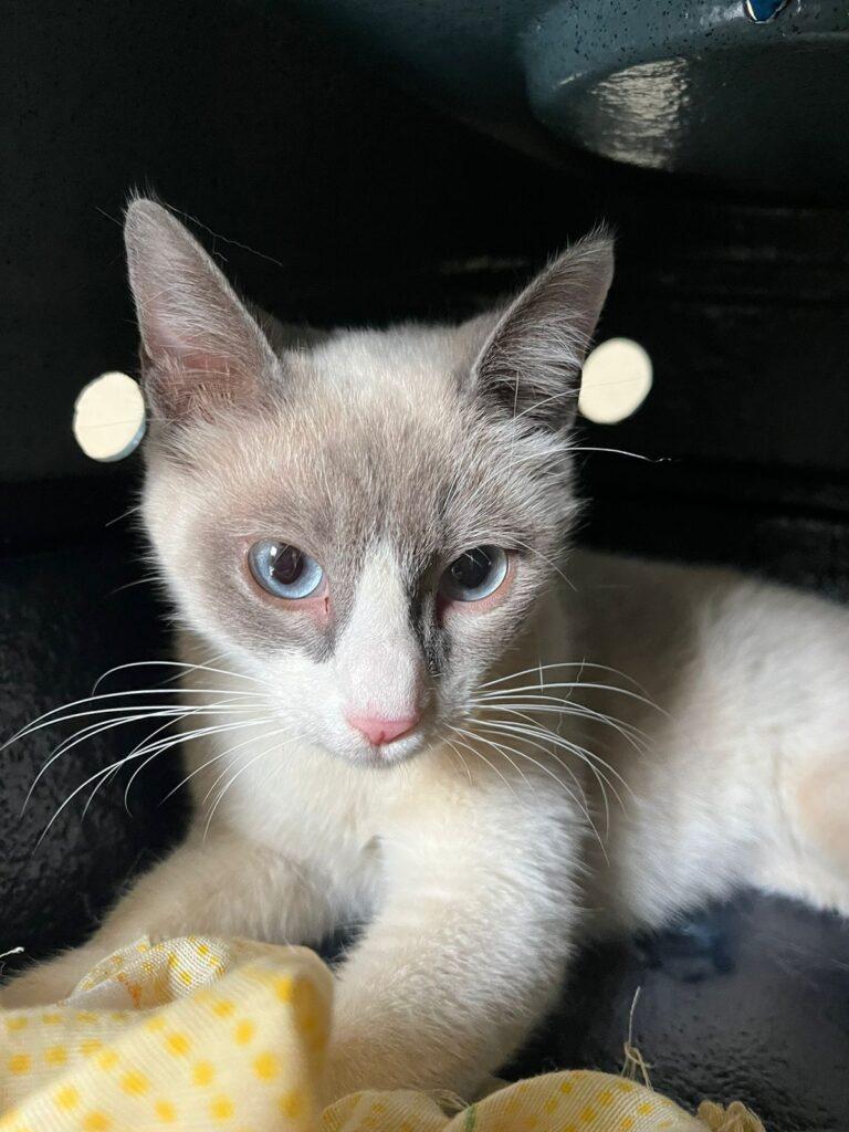 Prefeitura destaca sobre a importância da castração de animais para controle populacional.