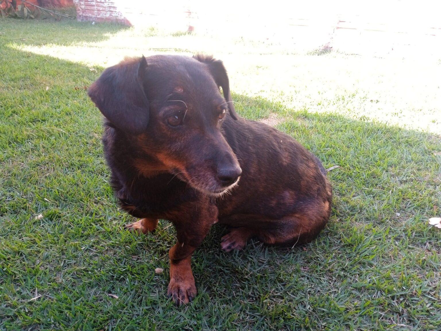 Prefeitura destaca sobre a importância da castração de animais para controle populacional.