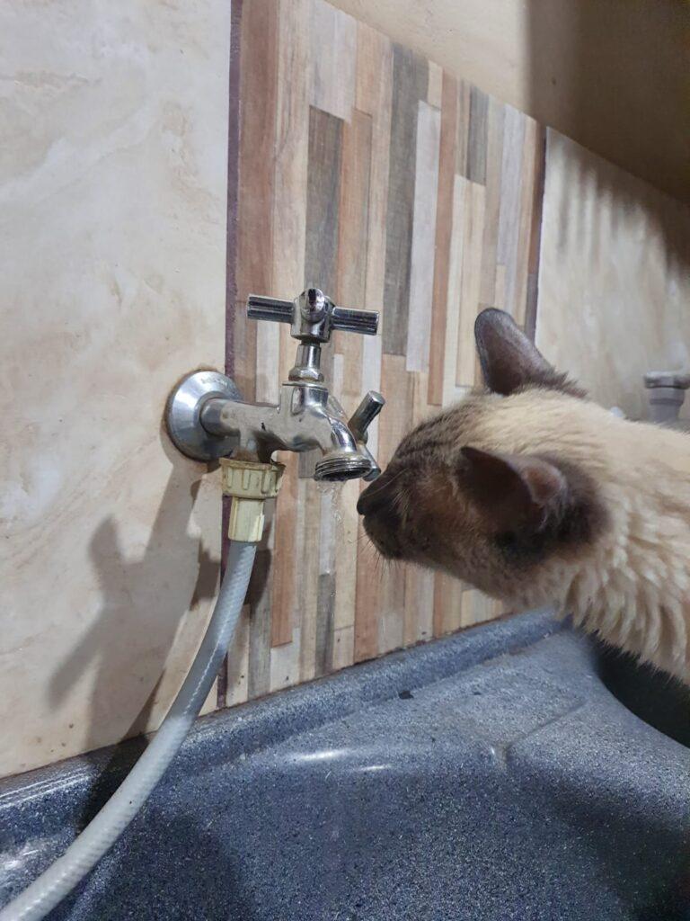 Subea faz alerta sobre cuidados com gatos durante o calor.