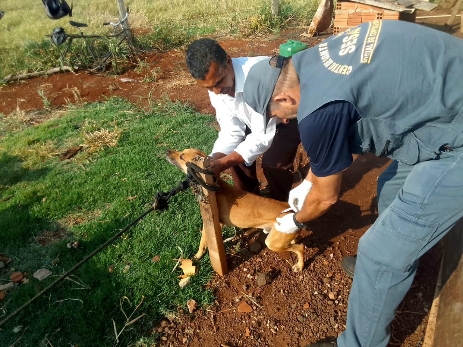 Prefeitura leva vacinação contra a Raiva a animais da Zona Rural.