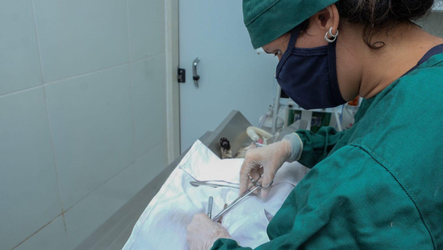 Prefeitura destaca sobre a importância da castração de animais para controle populacional.