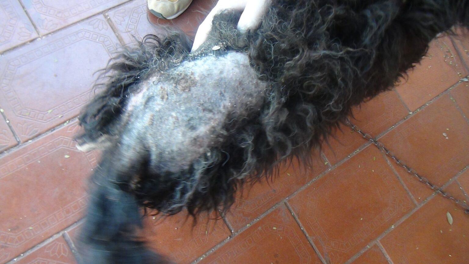 Prefeitura realiza serviço de monitoramento em bem-estar animal no Imbirussu.