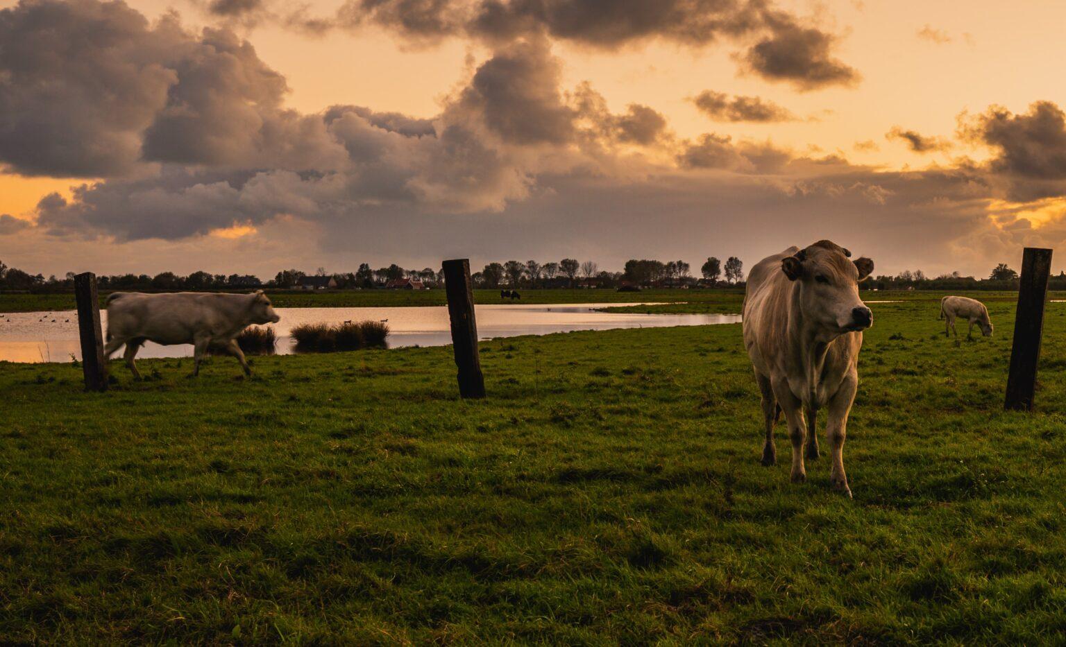 Campo Grande tem o 3º maior rebanho bovino entre as capitais do país, aponta pesquisa do IBGE.