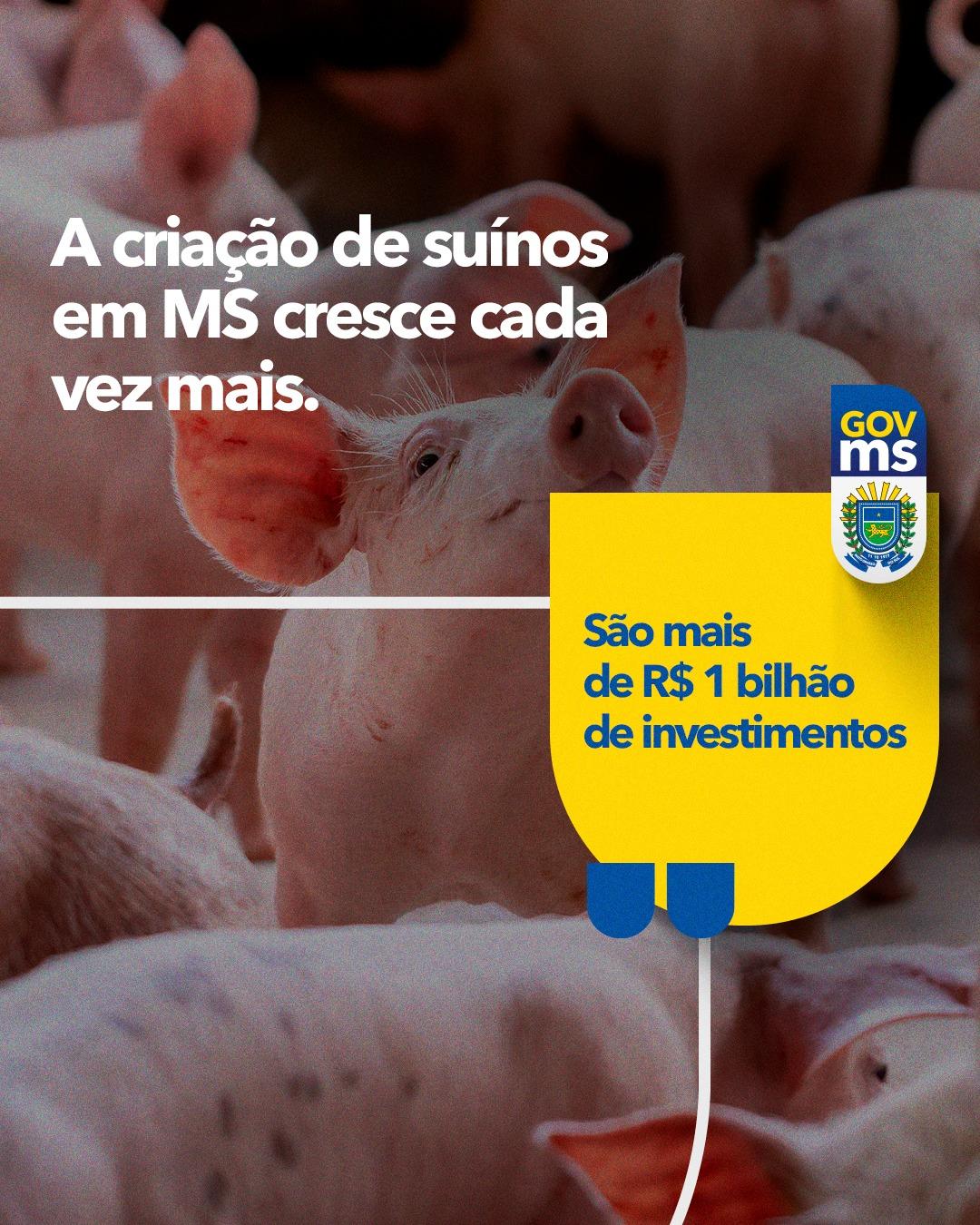 Quanto mais a criação de suínos cresce, mais o Governo de Mato Grosso do Sul se desenvolve. Quanto mais a criação de suínos cresce, mais o Governo de Mato Grosso do Sul se desenvolve.