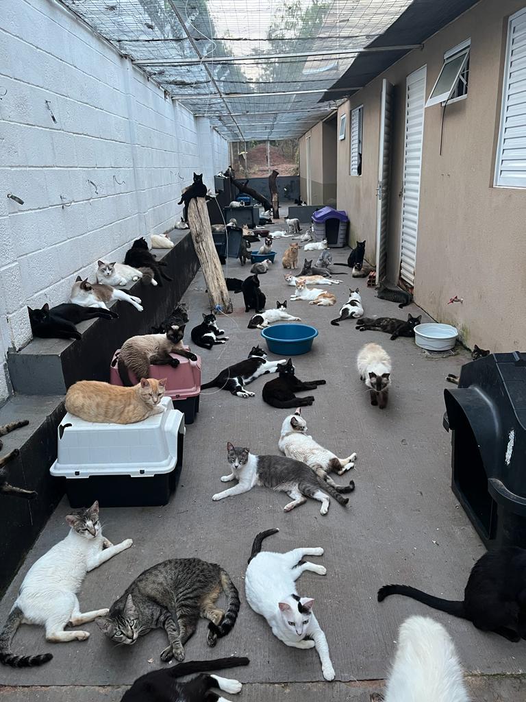 Veterinários e protetores chamam atenção para cuidados e adoção consciente de gatos pretos. Veterinários e protetores chamam atenção para cuidados e adoção consciente de gatos pretos.