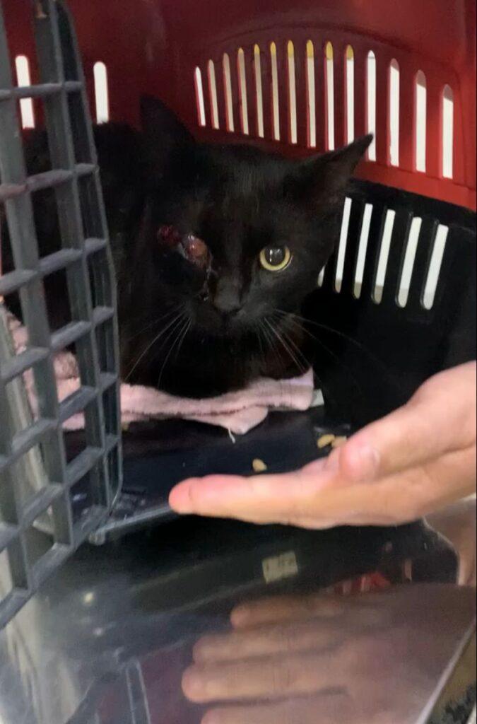 Veterinários e protetores chamam atenção para cuidados e adoção consciente de gatos pretos. Veterinários e protetores chamam atenção para cuidados e adoção consciente de gatos pretos.