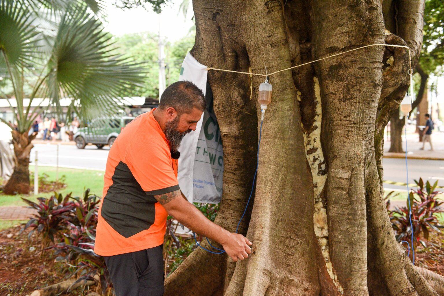 Pioneira na prática fitossanitária das árvores, Prefeitura realiza nova etapa de tratamentos em Campo Grande.