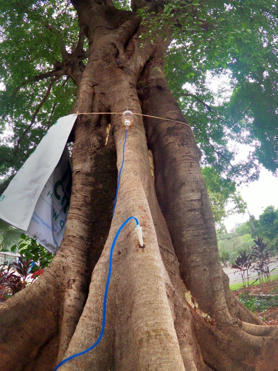 Pioneira na prática fitossanitária das árvores, Prefeitura realiza nova etapa de tratamentos em Campo Grande.