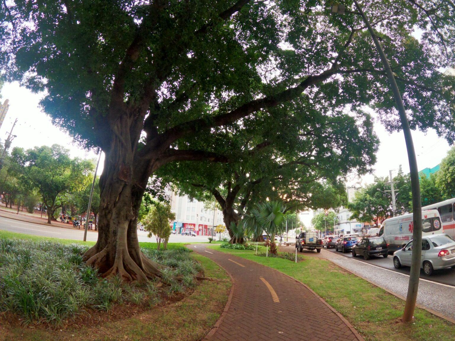 Pioneira na prática fitossanitária das árvores, Prefeitura realiza nova etapa de tratamentos em Campo Grande.