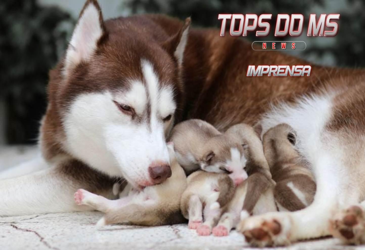 Convênio da Prefeitura com a UFMS permite atendimento e cirurgia a filhote com anomalia.